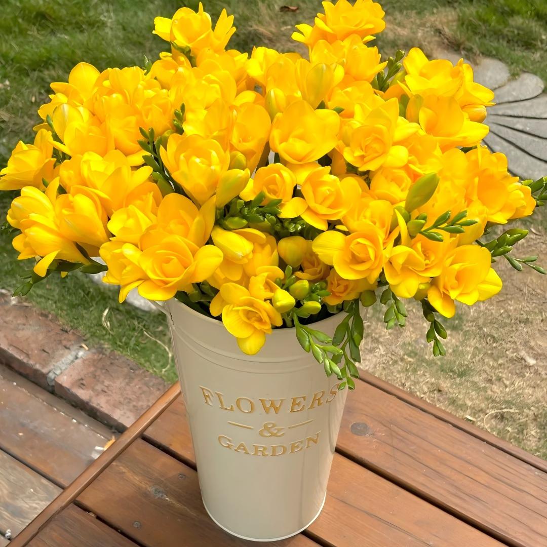 🌷 Fresias en bulbos: una fragancia conocida en todo el mundo.-ES