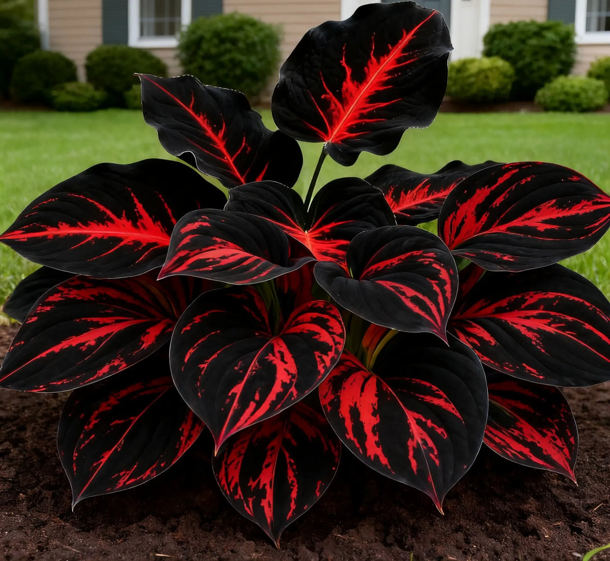 🔥 Bulbos de Hosta Azul Marino 🪴 Hojas azul oscuro, fáciles de cultivar-ES