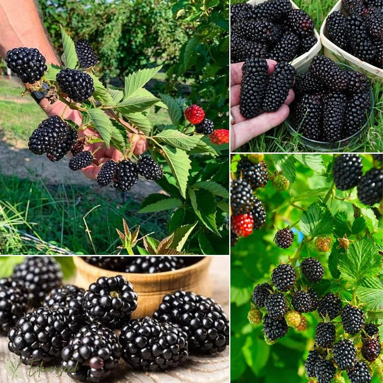 Semillas de mora gigante dulce-ES