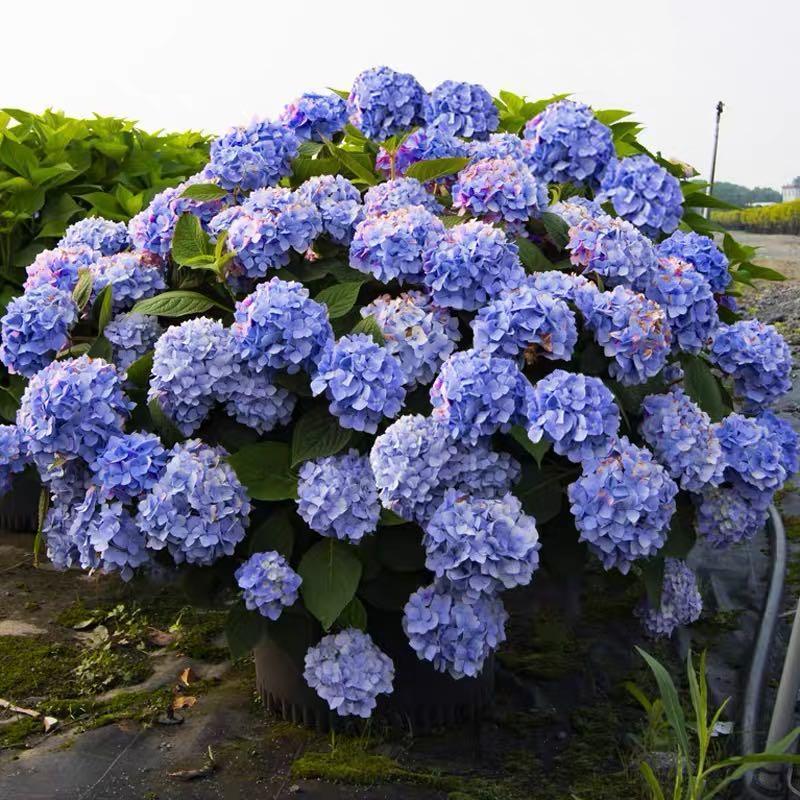 Semillas de hortensia: descubre la belleza de la naturaleza-ES