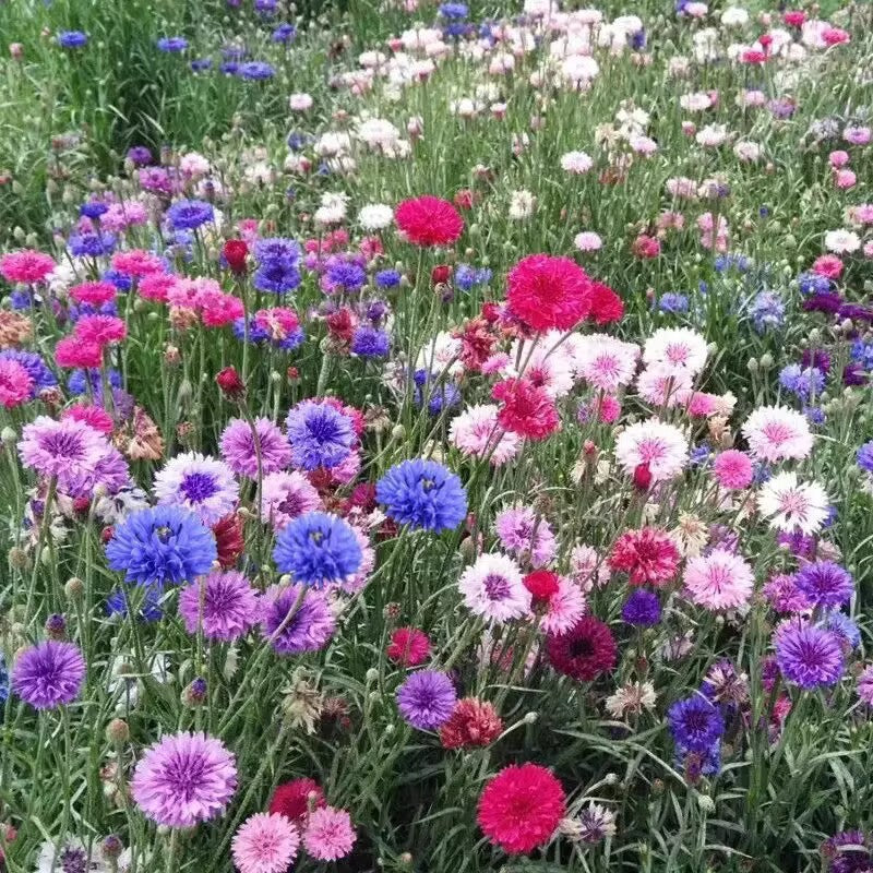 🌼 Semillas de aciano que florecen todo el año: una planta real 🏡✨-ES