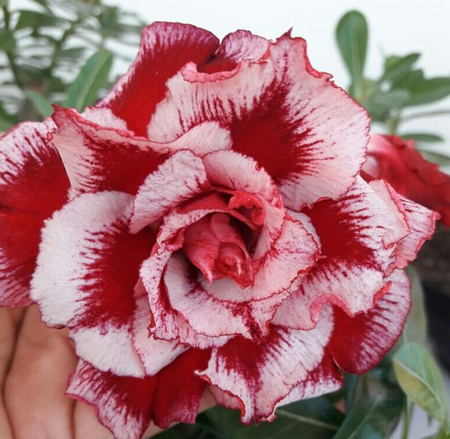 🔥Vzgojite puščavsko kraljico – zdaj po znižani ceni!🎁 😍Rada cveti, dolgo cveti 🌵 Puščavska vrtnica-SI