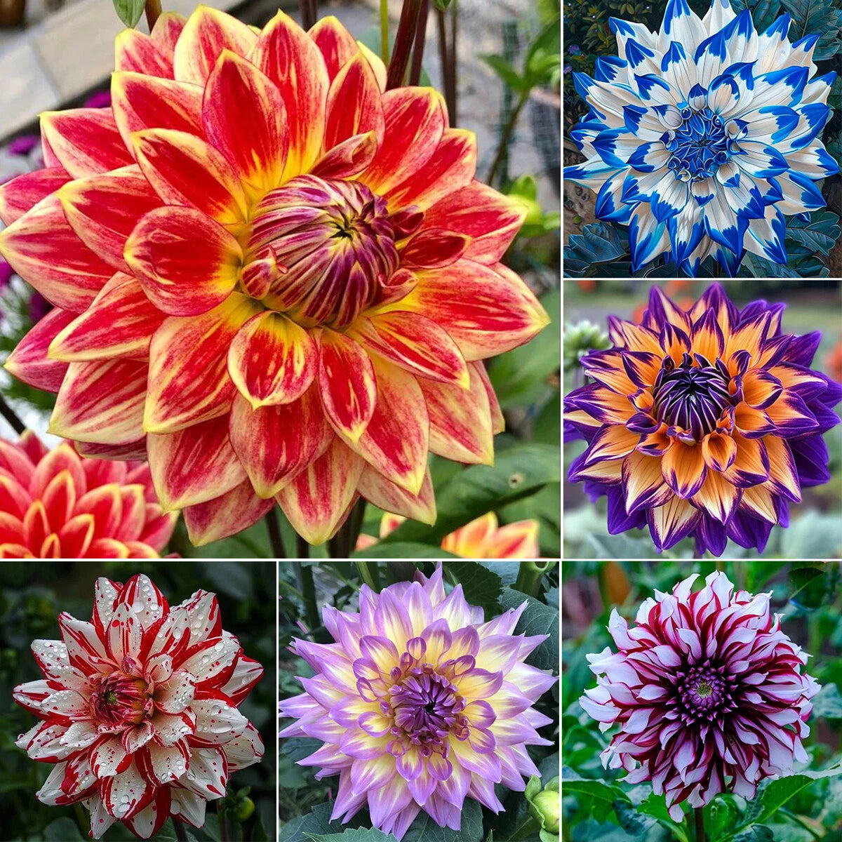 🌸Dalias dobles raras: flores únicas que nunca se encuentran en jardines comunes-ES
