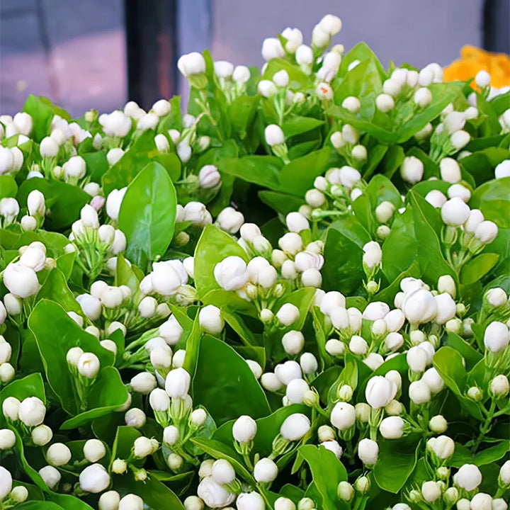 ÚLTIMO DÍA Promoción 35% DE DESCUENTO 🌸 Planta de jazmín en maceta (🌱Supervivencia garantizada: reemplazos gratuitos🌿)-ES
