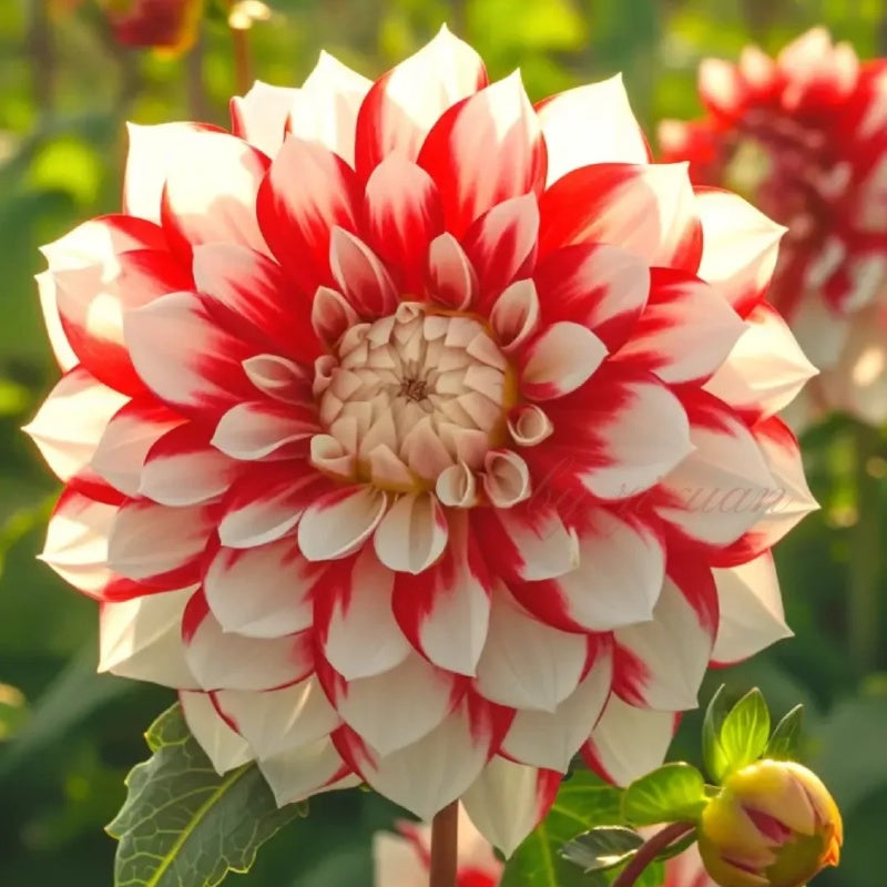 🌸Dalias dobles raras: flores únicas que nunca se encuentran en jardines comunes-ES