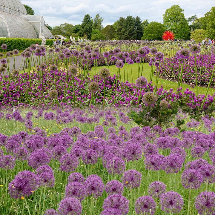 Allium Giganteum dekoratyvinis svogūnų žiedas-LT