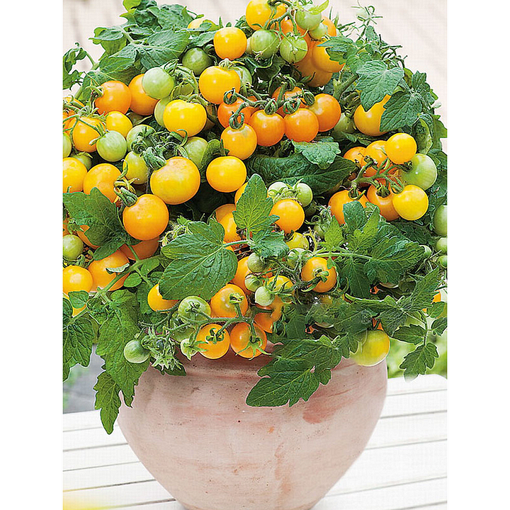 🍅🍅Semillas de tomates enanos en macetas-ES