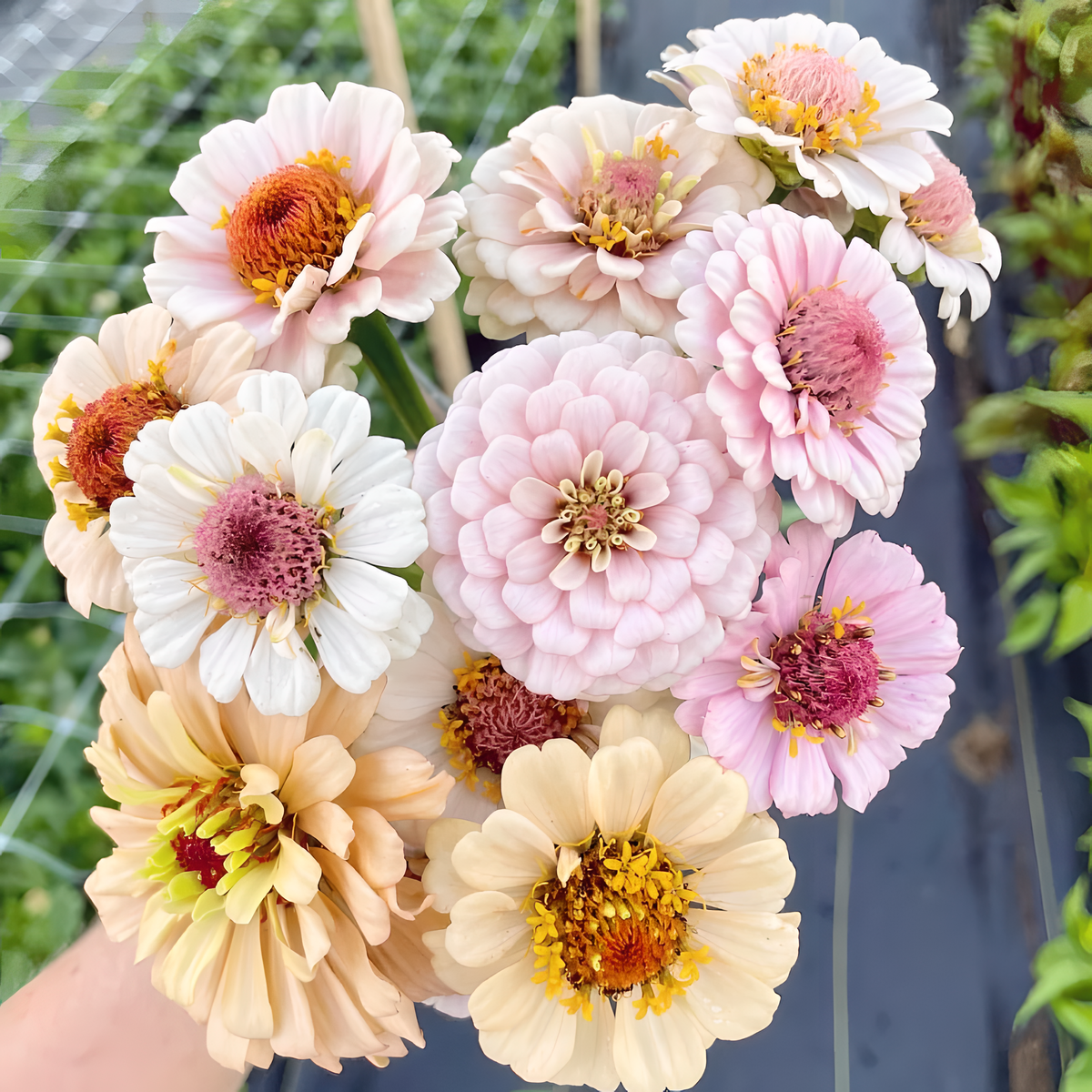 🌺 Semillas de zinnia doble en colores surtidos-ES