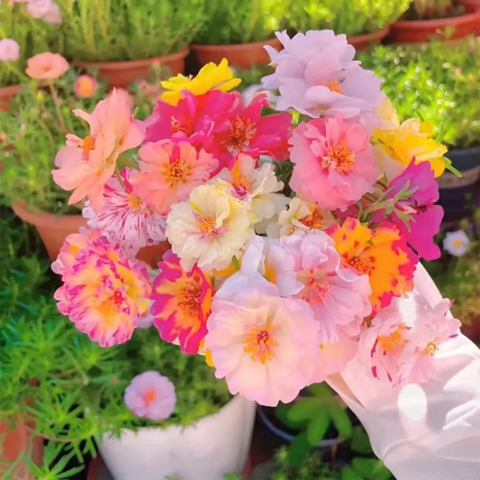 💫🌸PIRK 1, GAUK 1 NEMOKAMAI | Samaninės rožės🌿Daugiamečių gėlių sėklos su augalų augimo papildais-LT