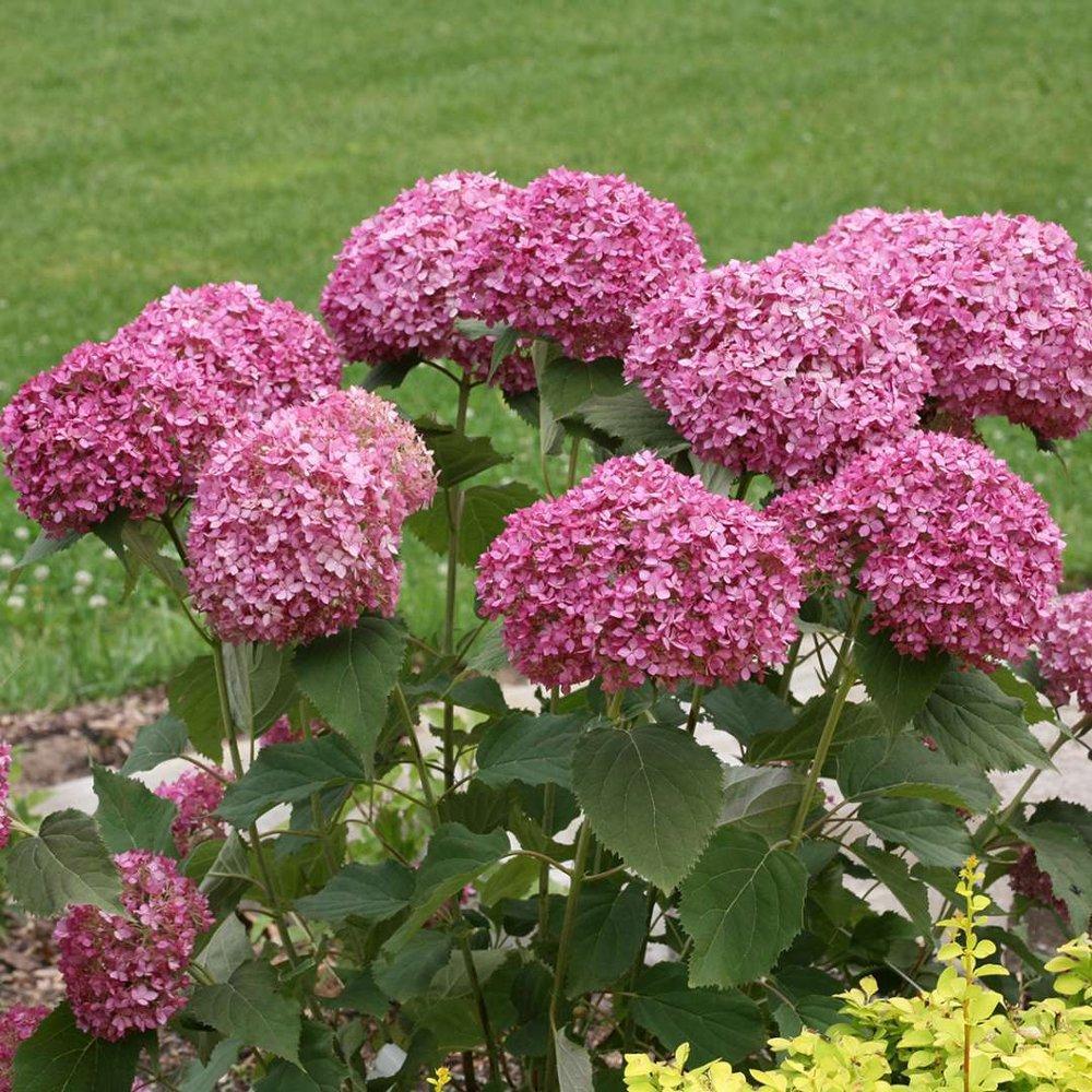 Semillas de hortensia: descubre la belleza de la naturaleza-ES