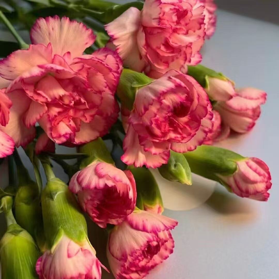 Kvapnus sodo žavesys – auginkite klasikinius gvazdikus, kurie daro įspūdį kiekvieną sezoną🌺-LT