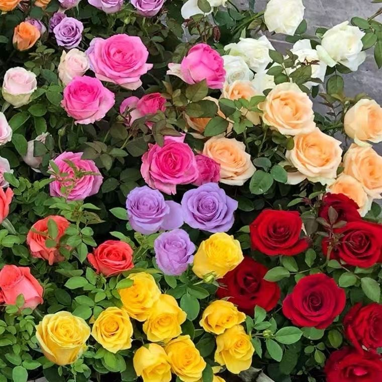 🔥IŠPARDAVIMAS - 50% NUOLAIDA🔥Įvairių spalvų rožių sėklos💐-LT