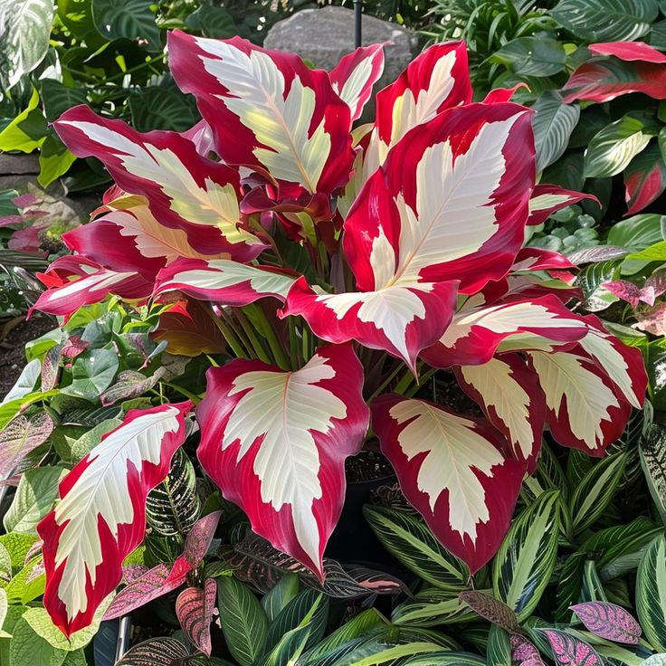 Bulbos de Alocasia Zafiro del Norte - Gigantes🍃 Transforma tu espacio con majestuosidad tropical-ES