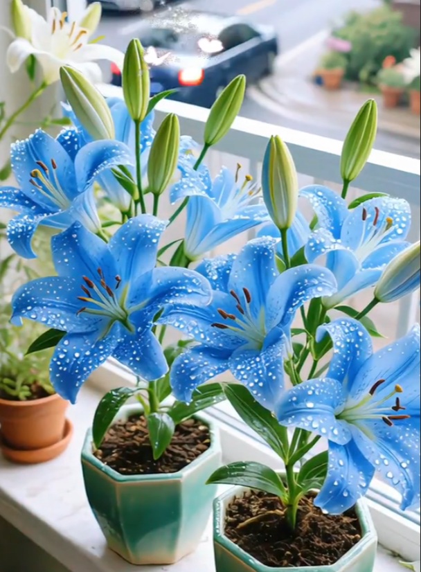 Crni čarobni ljiljan 🌺Lukvice parfemskog ljiljana - svježe i slatke-HR