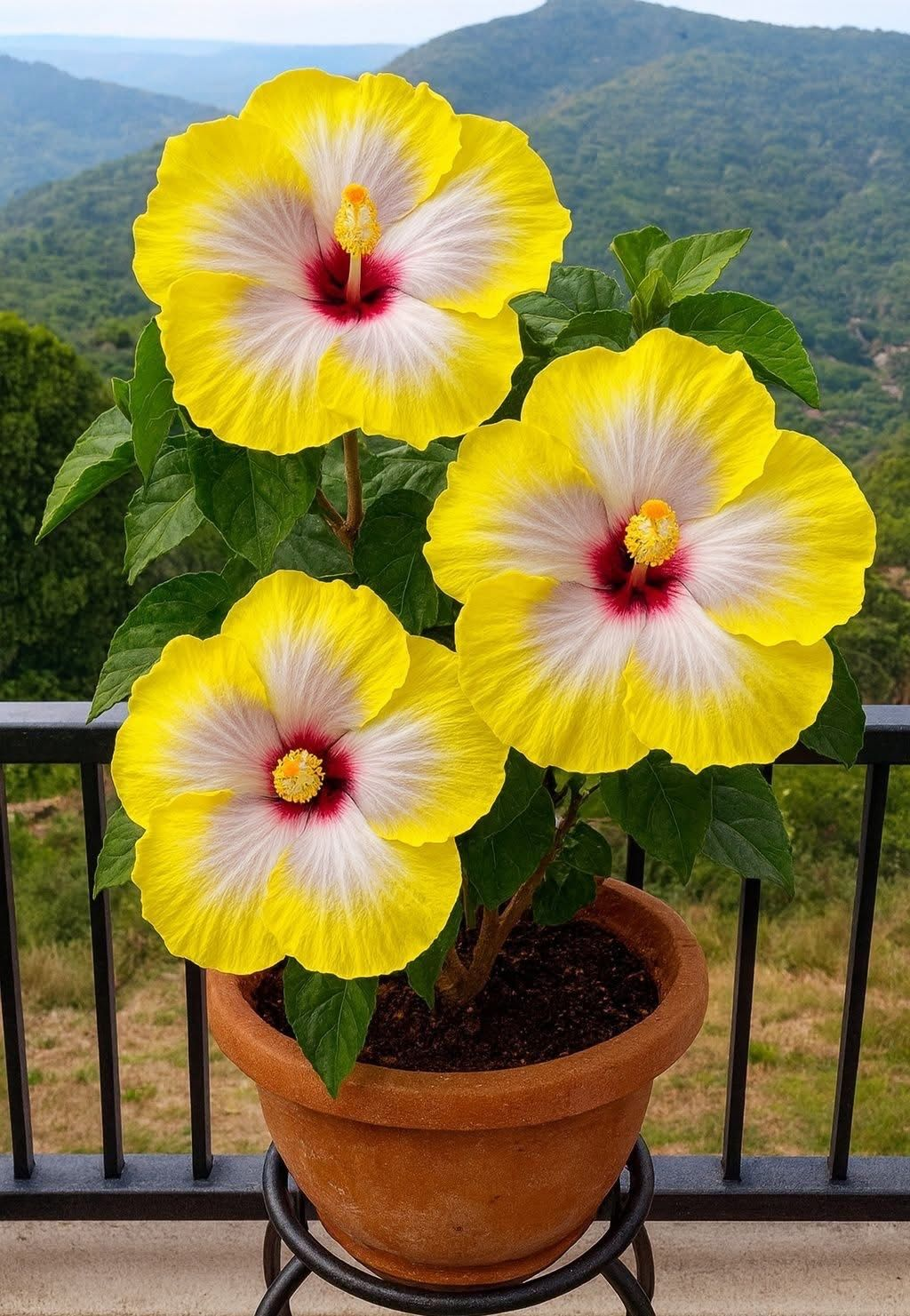 Haruldased hibiskisibulad – potis, rõdul, talvel istutamiseks-EE