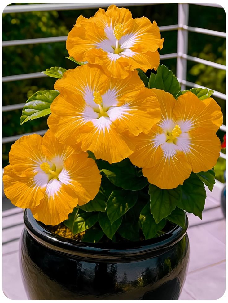 Haruldased hibiskisibulad – potis, rõdul, talvel istutamiseks-EE