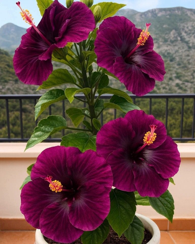 Haruldased hibiskisibulad – potis, rõdul, talvel istutamiseks-EE