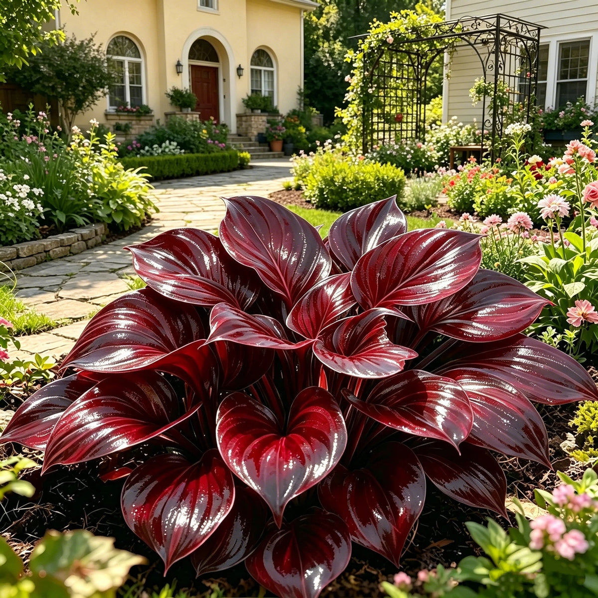 💎 Reta, įvairiaspalvė, opalinė hosta 🌿 Nuostabi lapija, kuri žėri visą sezoną-LT