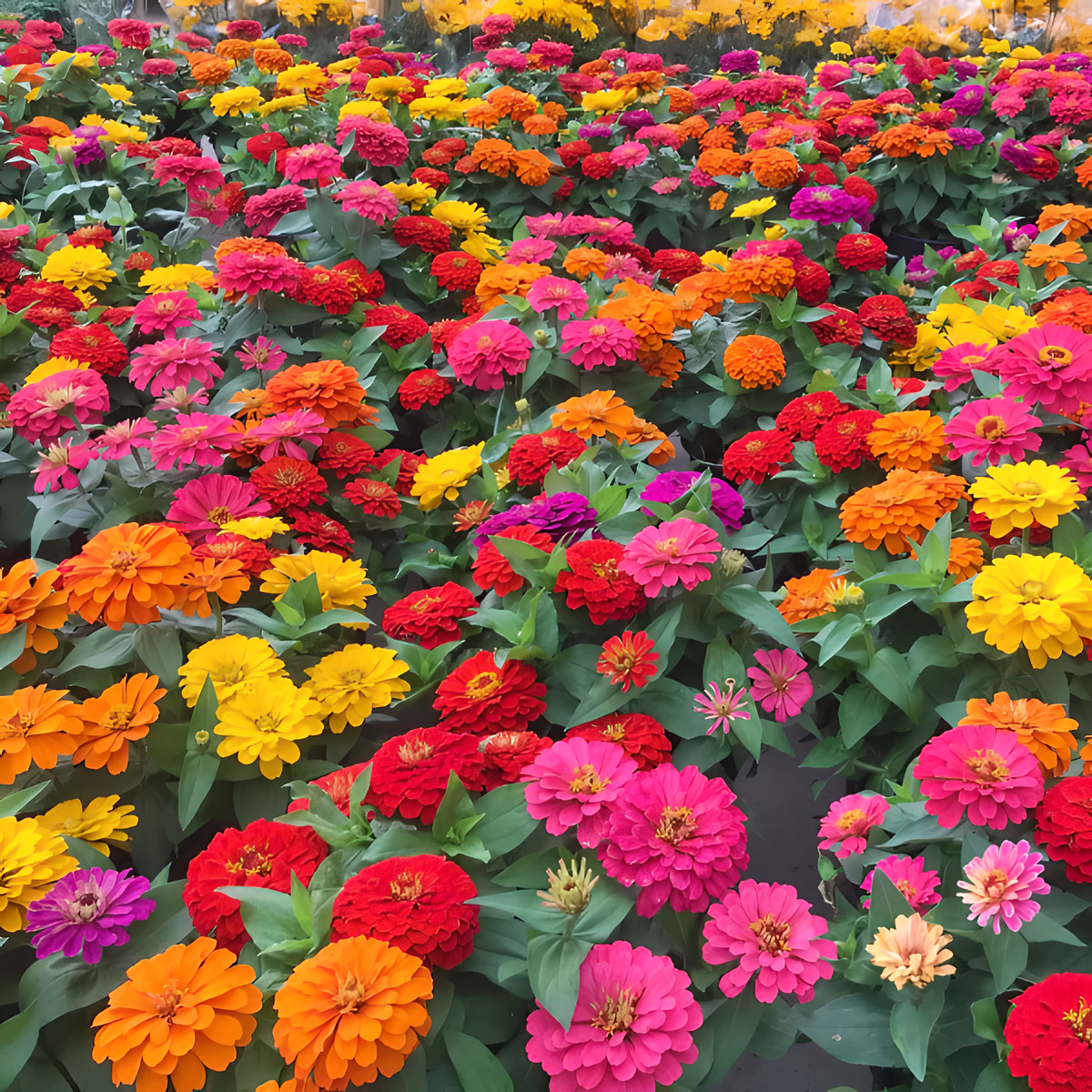 🌺 Semillas de zinnia doble en colores surtidos-ES