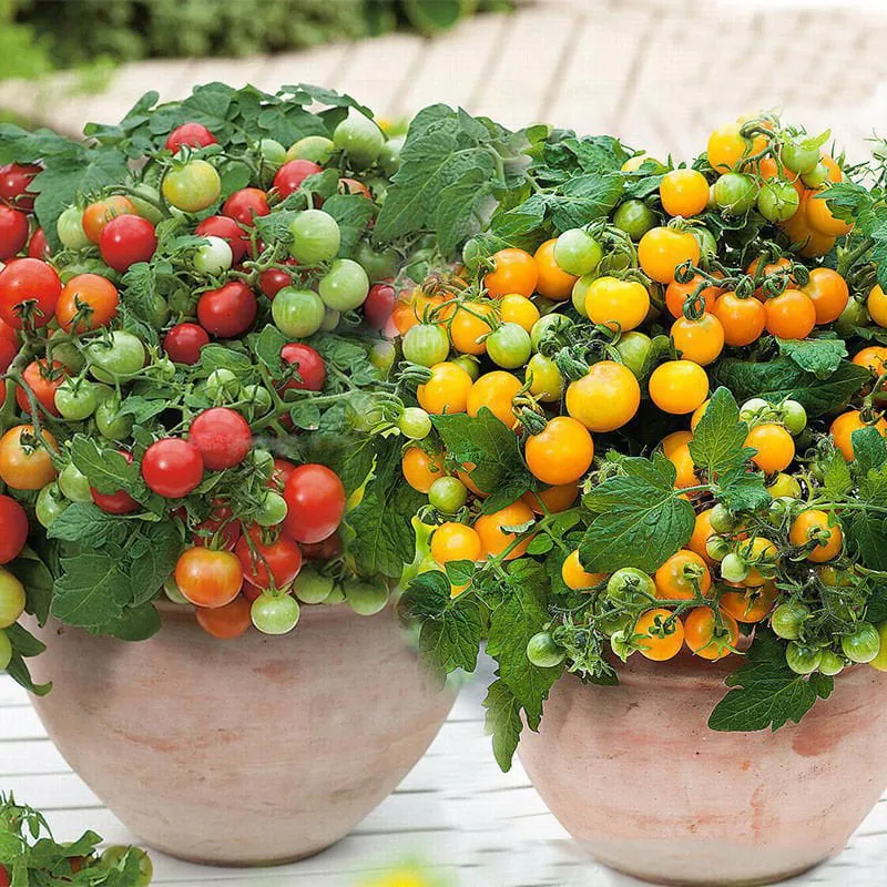 🍅🍅Semillas de tomates enanos en macetas-ES