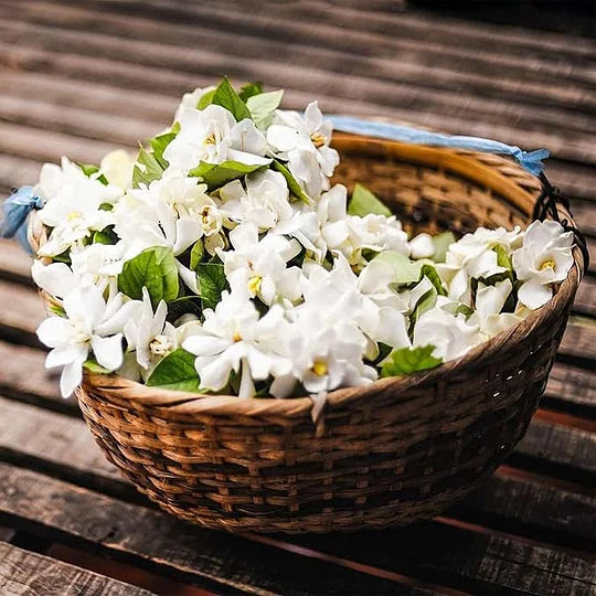 PASKUTINĖ AKCIJOS DIENA - 49% NUOLAIDA 🌸Nuostabus vazoninis jazminų augalas (galima sodinti žiemą)🌸-LT