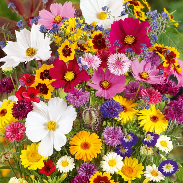 🔥💝Una selección de 40 semillas de plantas perennes de alta calidad, adecuadas para la siembra de otoño.-ES