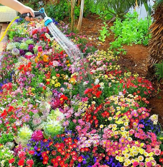 🔥💝Una selección de 40 semillas de plantas perennes de alta calidad, adecuadas para la siembra de otoño.-ES