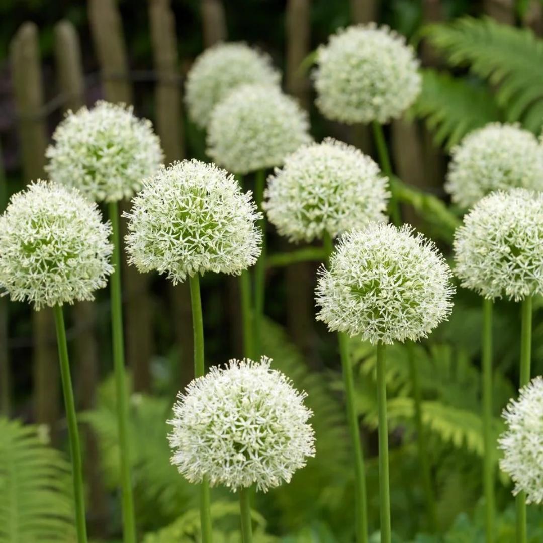 Allium Giganteum dekoratyvinis svogūnų žiedas-LT