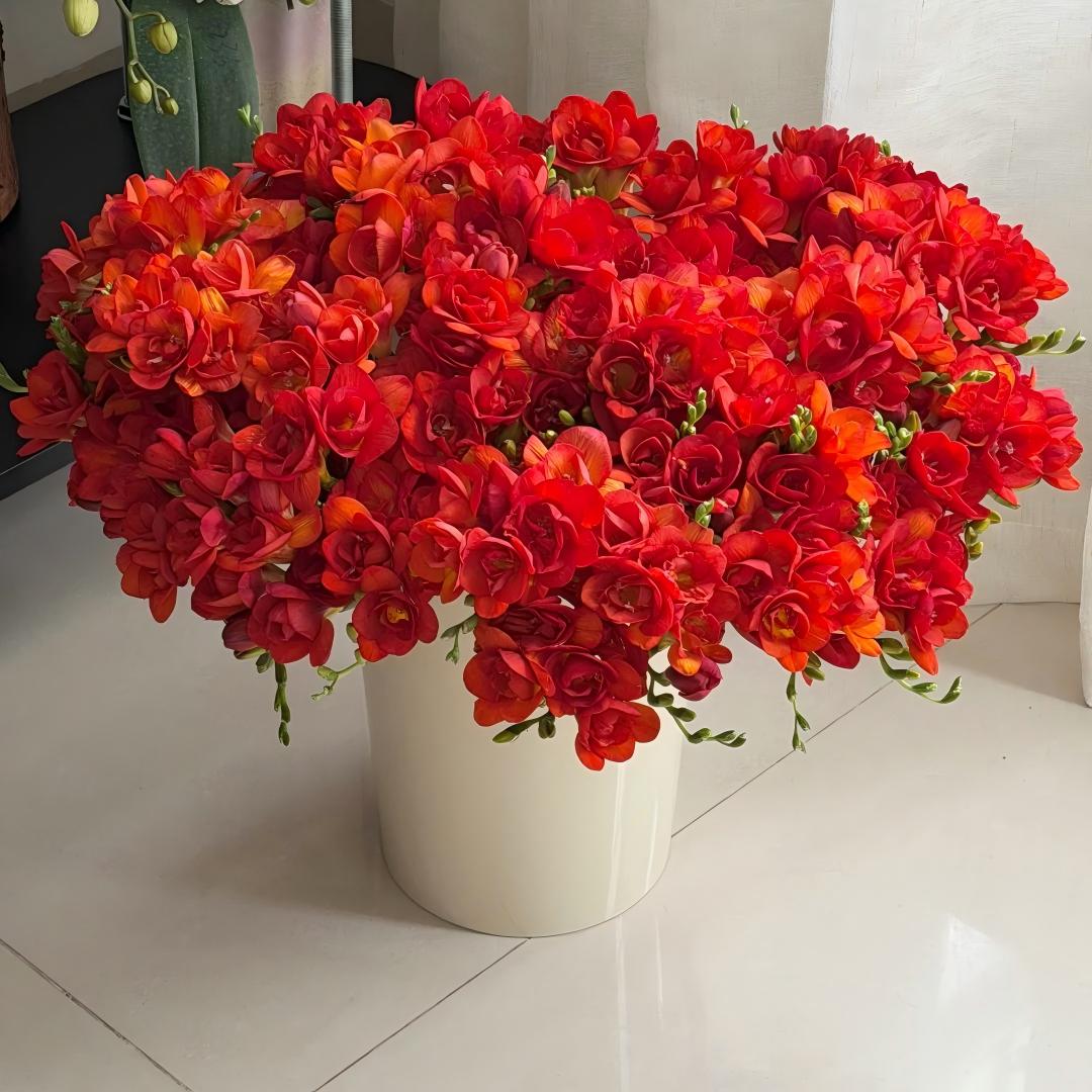 🌷 Fresias en bulbos: una fragancia conocida en todo el mundo.-ES