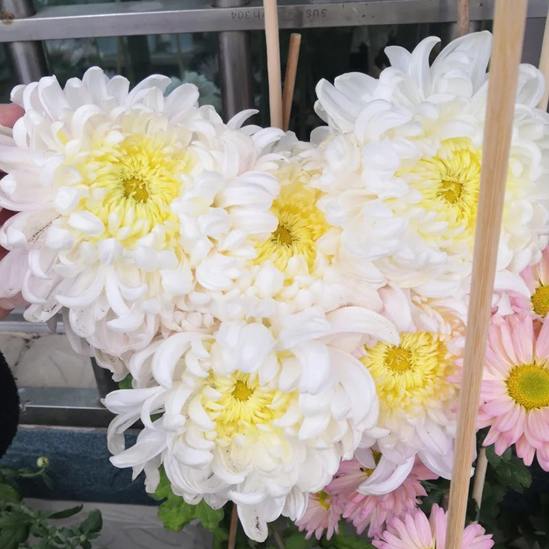 🌺Flor de la Elegancia🌼Semillas de Crisantemo Gigante-ES