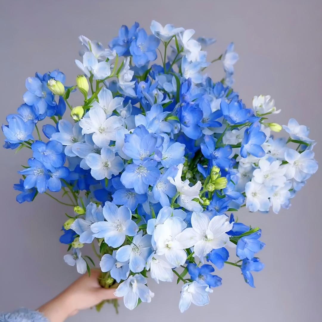 🌷 Fresias en bulbos: una fragancia conocida en todo el mundo.-ES