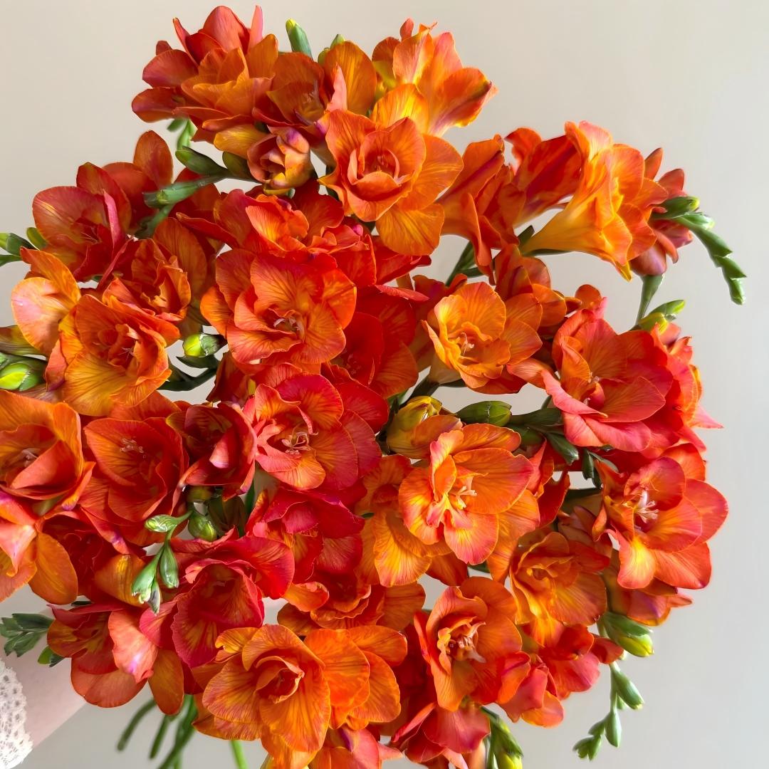 🌷 Fresias en bulbos: una fragancia conocida en todo el mundo.-ES