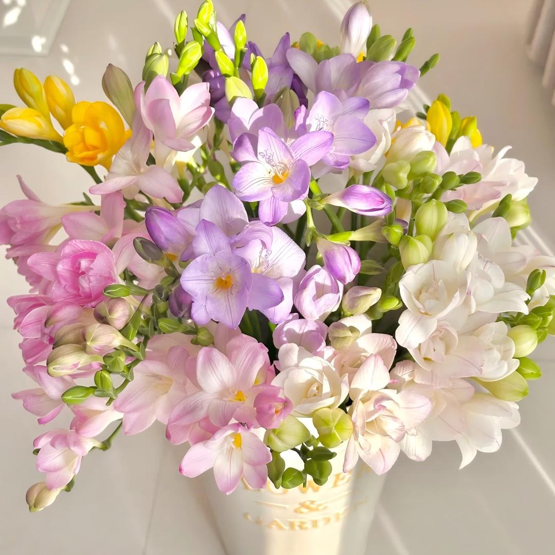 🌷 Fresias en bulbos: una fragancia conocida en todo el mundo.-ES