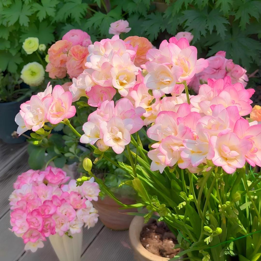 🌷 Fresias en bulbos: una fragancia conocida en todo el mundo.-ES
