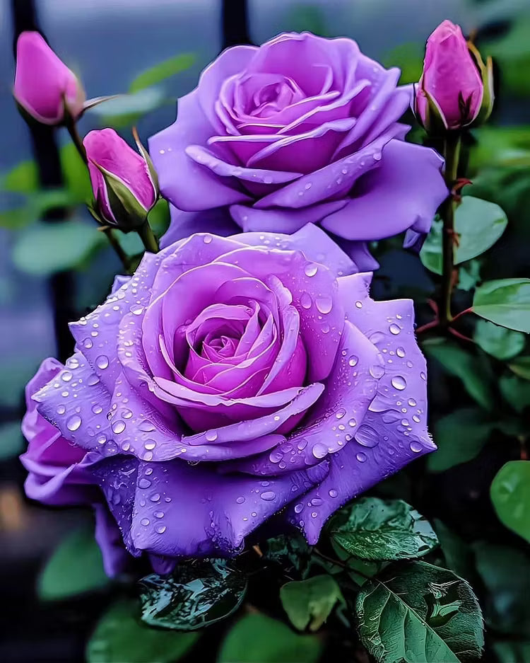 🟣 Una planta rara con una rosa de color púrpura oscuro: un arbusto perenne vivo.-ES