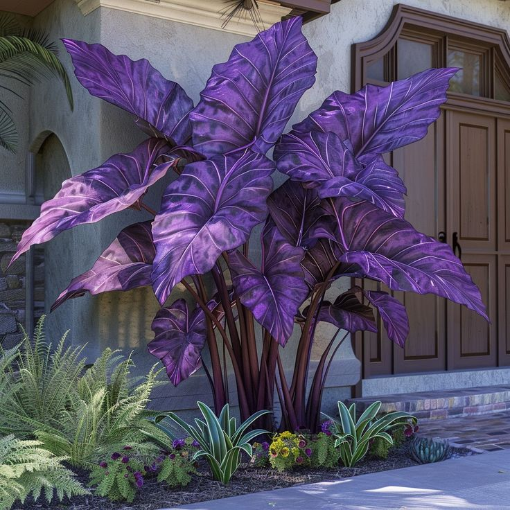 Bulbos de Alocasia Zafiro del Norte - Gigantes🍃 Transforma tu espacio con majestuosidad tropical-ES