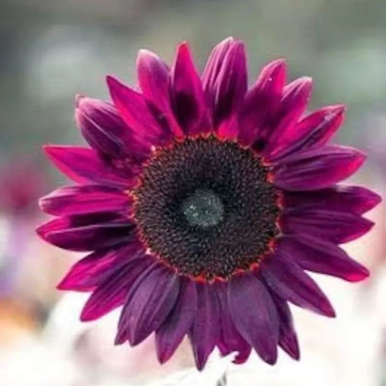 Zadnjih 8.000 semen 💜 Velikanska sončnična semena Midnight Sun 🌻 Redka sorta, ki zraste več kot 2,4 m-SI