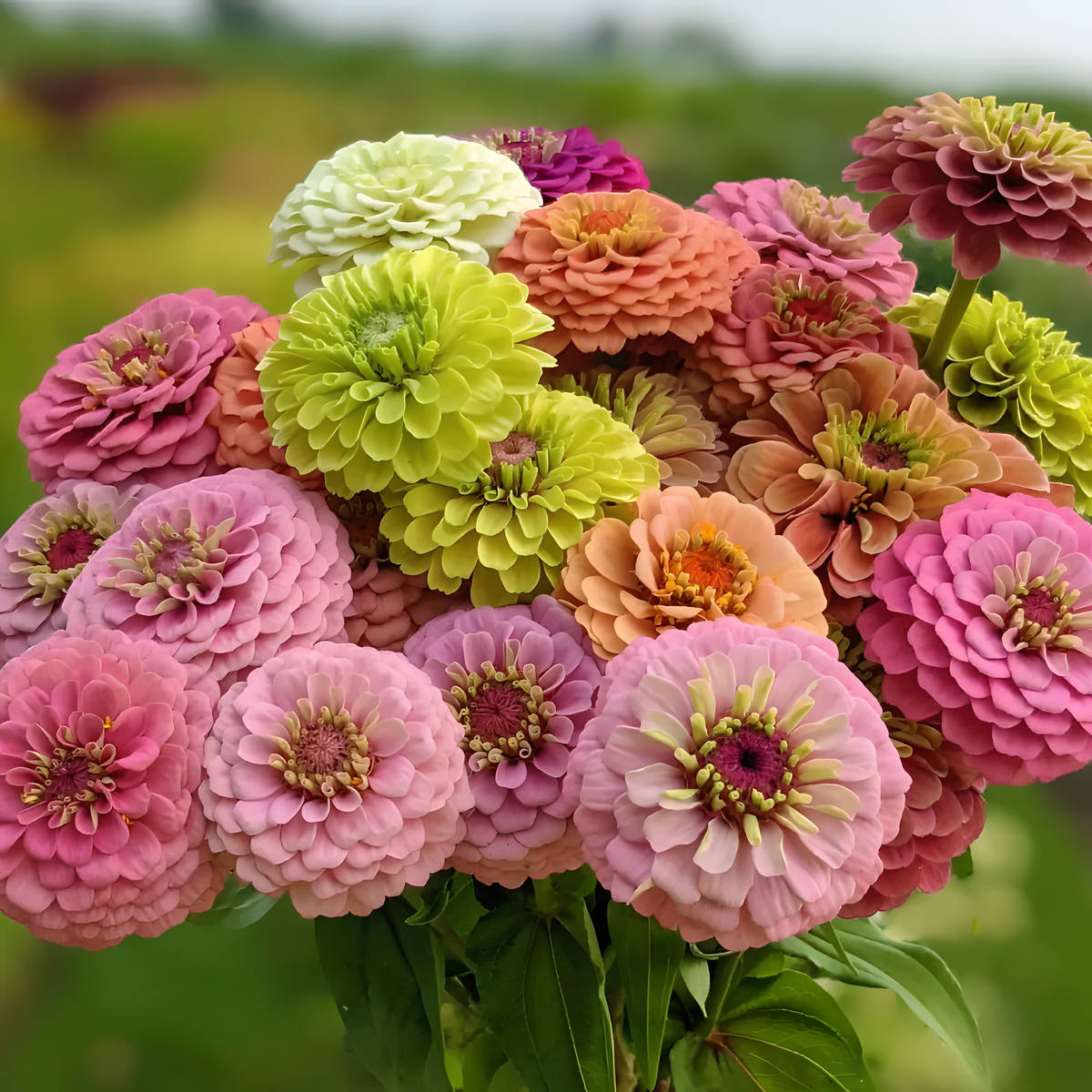 🌺 Semillas de zinnia doble en colores surtidos-ES
