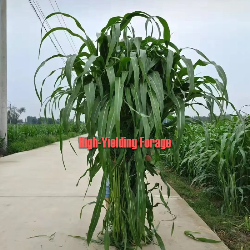 🌿Sorgų ir Sudano žolių hibridinė veislė ✅Didelio derlingumo pašarinės sėklos-LT