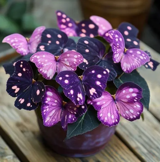 💥 Nuevas Begonias 🦋 Semillas de Begonia Mariposa 🌱 Bonsáis como nunca antes los habías visto-ES