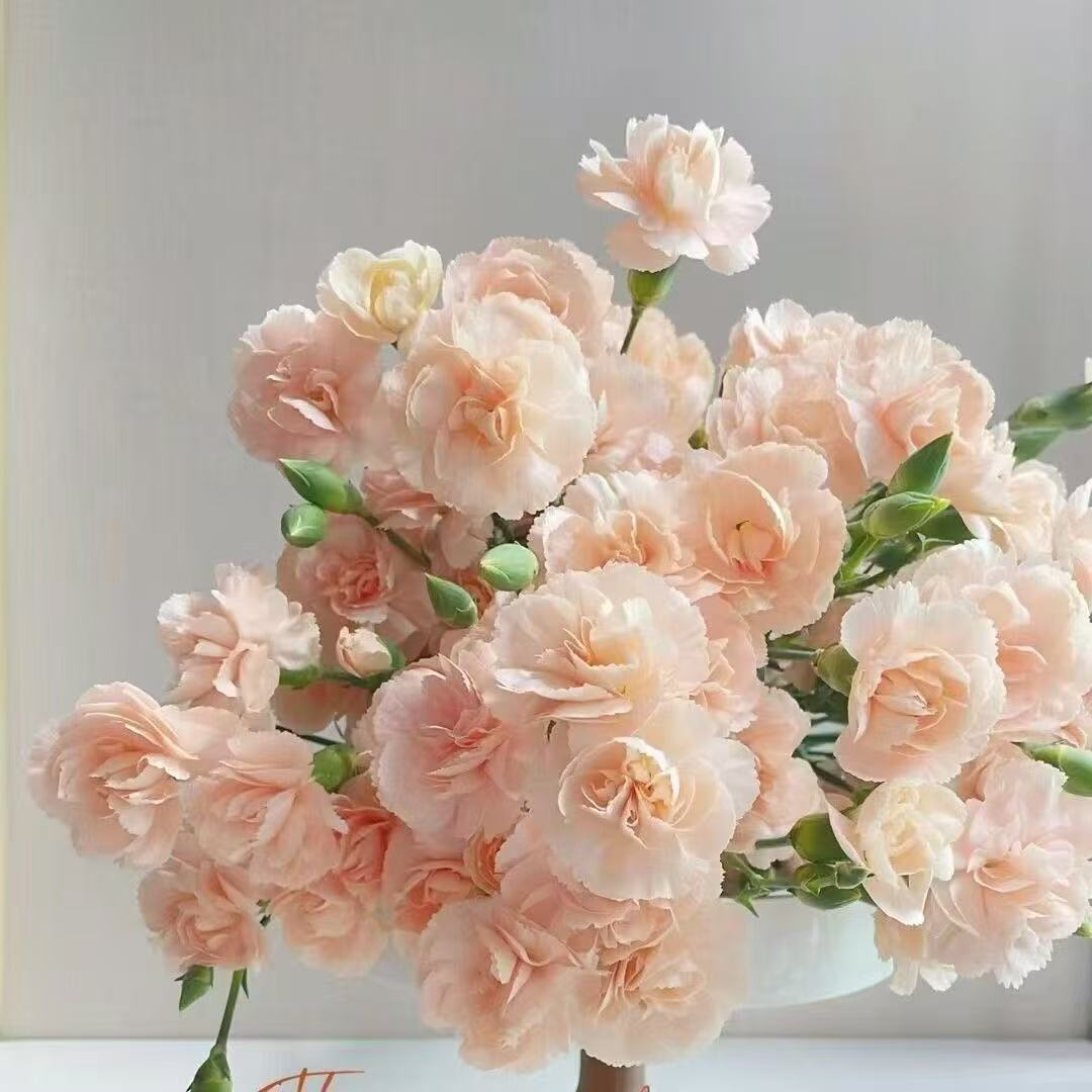 Kvapnus sodo žavesys – auginkite klasikinius gvazdikus, kurie daro įspūdį kiekvieną sezoną🌺-LT