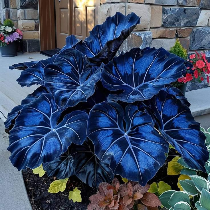 Bulbos de Alocasia Zafiro del Norte - Gigantes🍃 Transforma tu espacio con majestuosidad tropical-ES