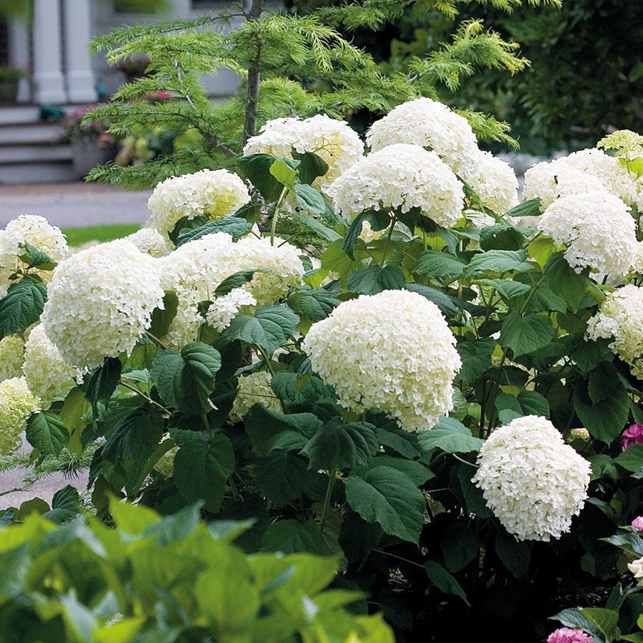 Semillas de hortensia: descubre la belleza de la naturaleza-ES