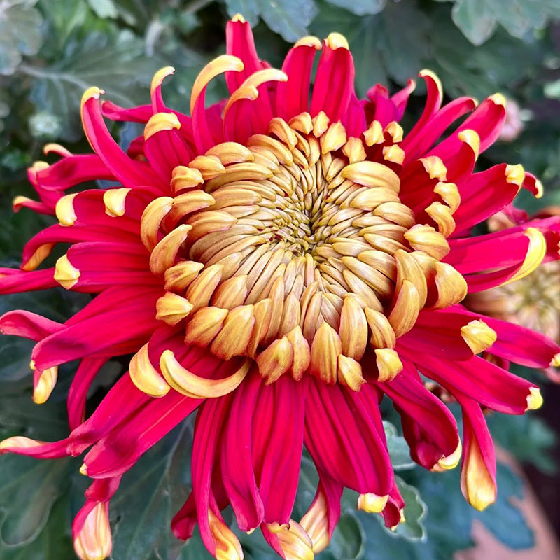 🌺Flor de la Elegancia🌼Semillas de Crisantemo Gigante-ES