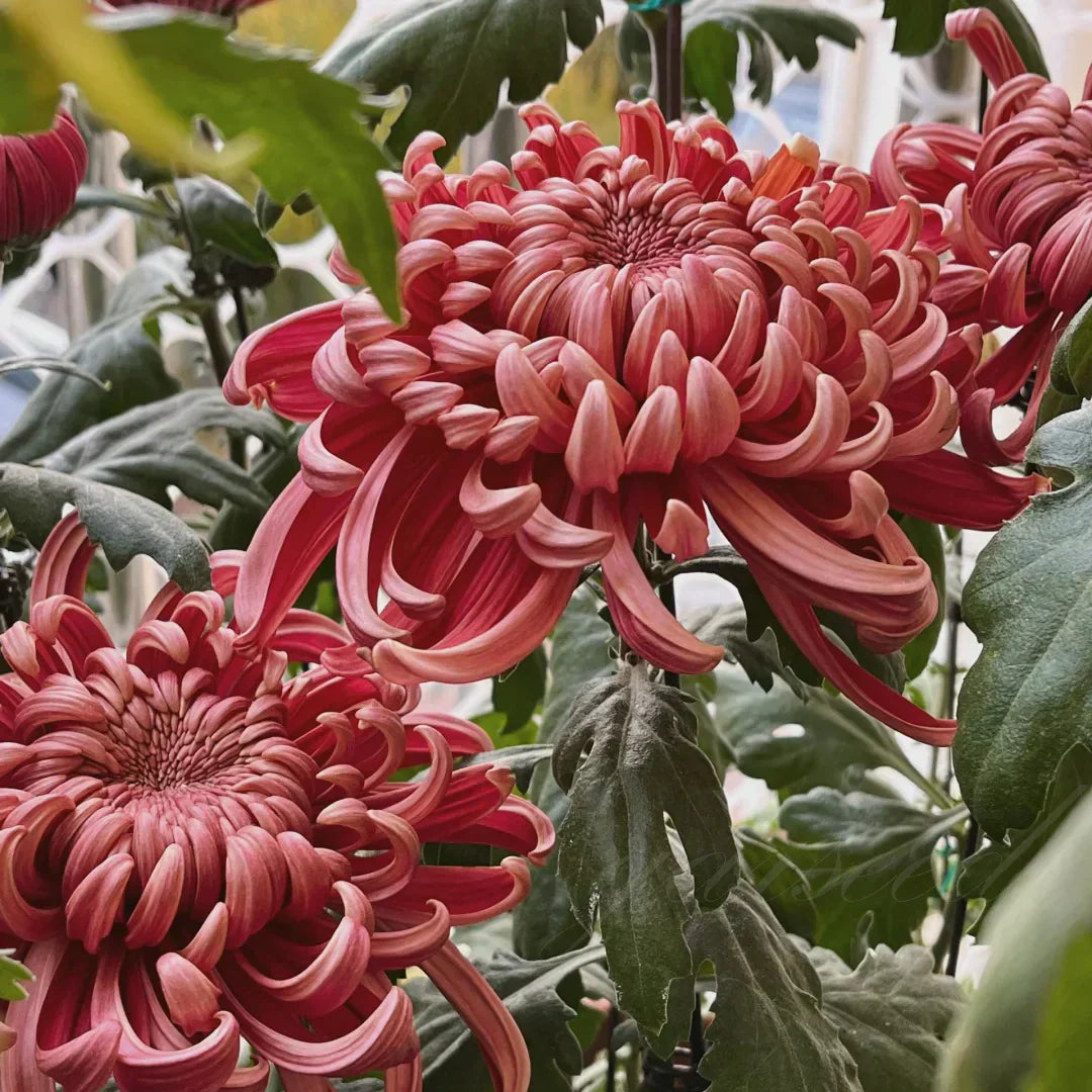 🌺Flor de la Elegancia🌼Semillas de Crisantemo Gigante-ES