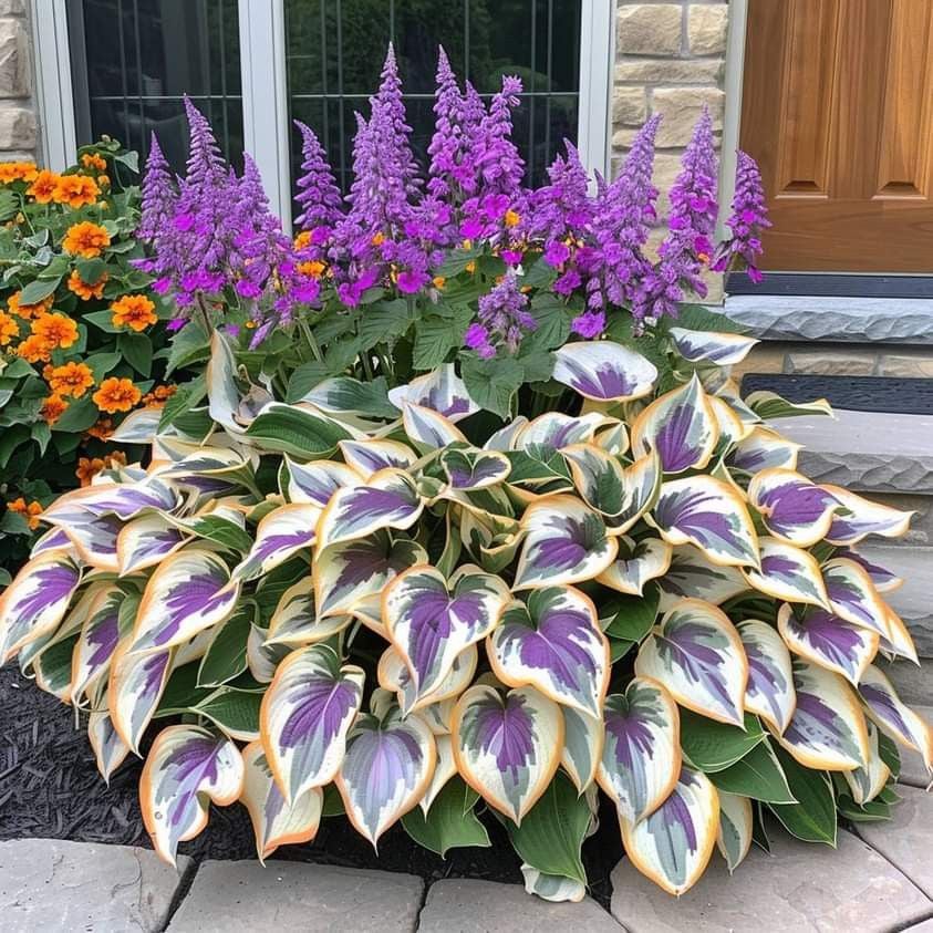 🔥Último día de venta🔥Semillas de hosta premium raras🌿Planta tolerante a la sombra-ES