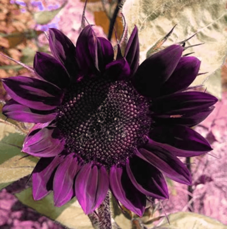 Zadnjih 8.000 semen 💜 Velikanska sončnična semena Midnight Sun 🌻 Redka sorta, ki zraste več kot 2,4 m-SI