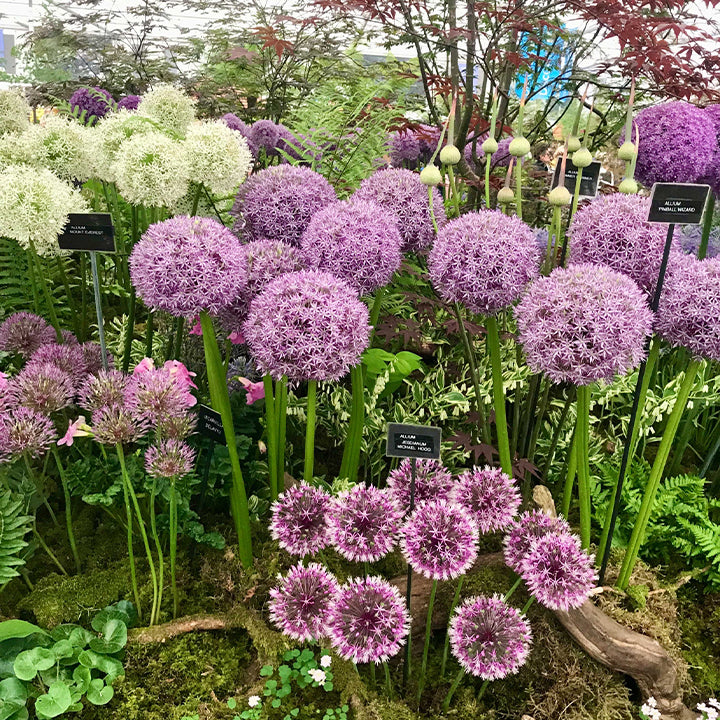 Allium Giganteum dekoratyvinis svogūnų žiedas-LT
