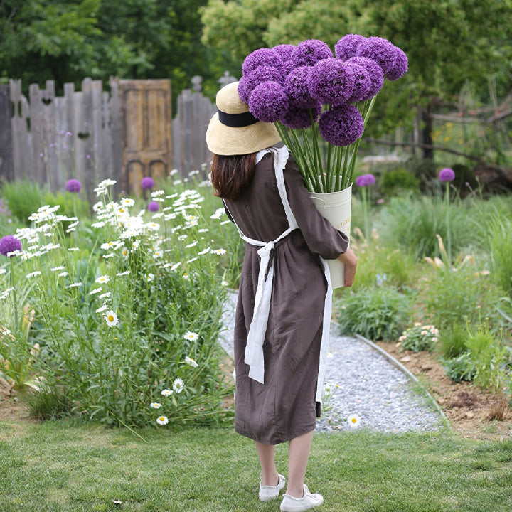 Allium Giganteum dekoratyvinis svogūnų žiedas-LT