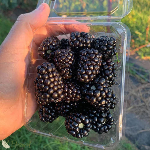 Semillas de mora gigante dulce-ES